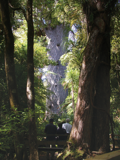We walk through the Waipoua Forest to see the ancient, graying Tane Mahuta, Lord of the Forest, the world's largest living kauri tree (Photo from p. 197 of 