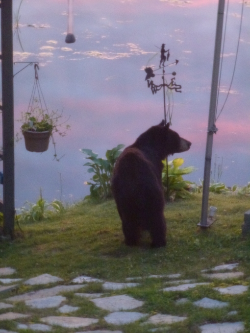 P1040932 Black Bear at Sunrise
