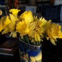 10313043_10152863180426843_8856152501374077179_n Daffodils from timeline