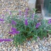Xeriscapting Mexican Sage