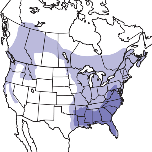 The light purple shows the uncommon areas where Pileated Woodpeckers can be found. They are more common the darker area.