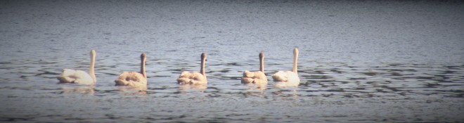 Family of FIve Trumpeter Swans