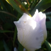 P1120726 Textured edges Rain drops on gladioli blossom