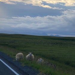 Iceland Sheep On the Ring Road