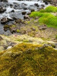 The variety of moss and lichen is amazing!