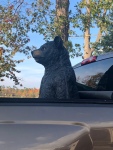 5 Big Bear takes a ride