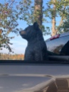 Big Bear takes a ride.