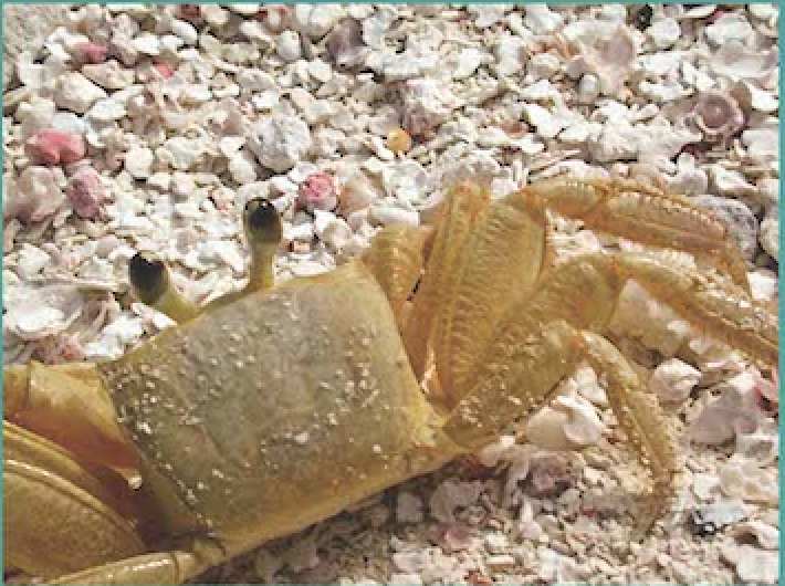 Crab on a beach in Los Roques