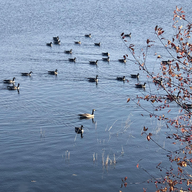 Flocks of geese