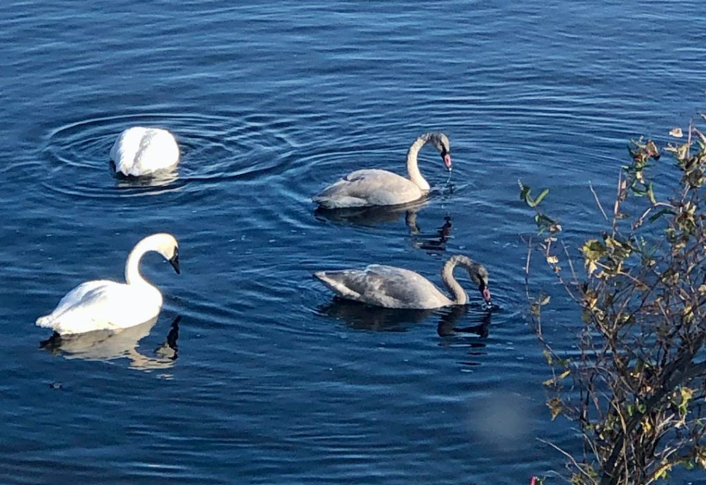 Our swans with their offspring
