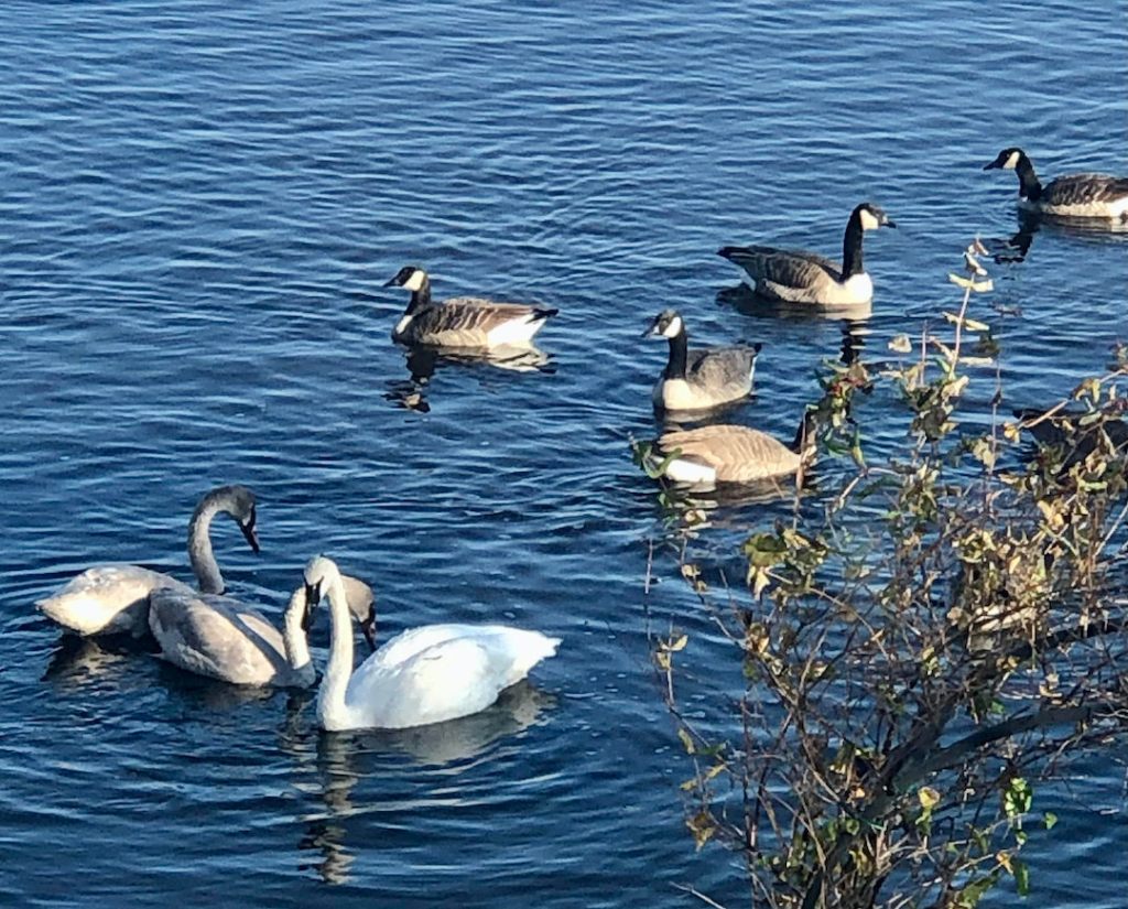 Swans and Canada Geese