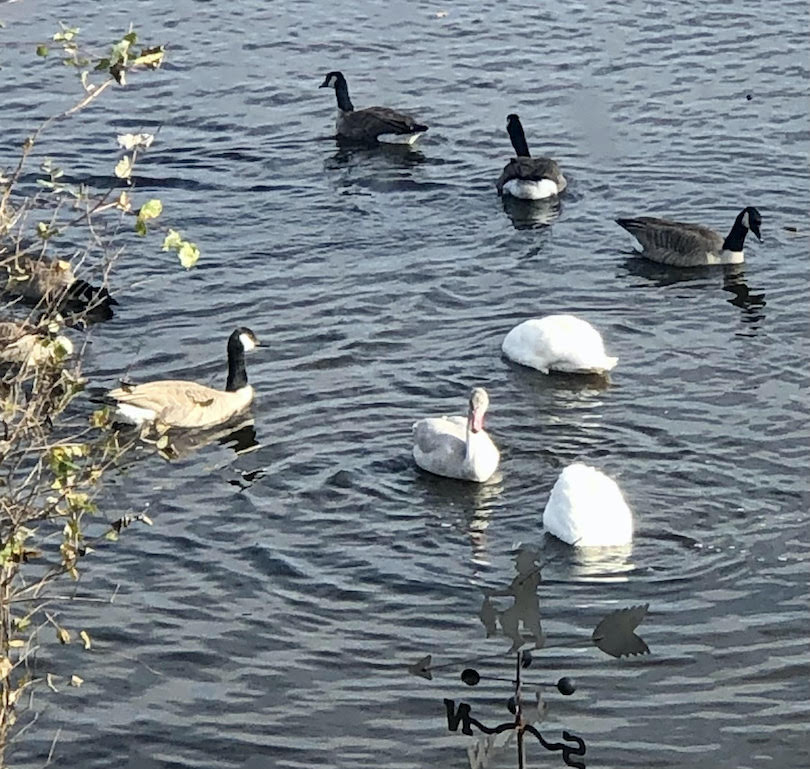 More Geese