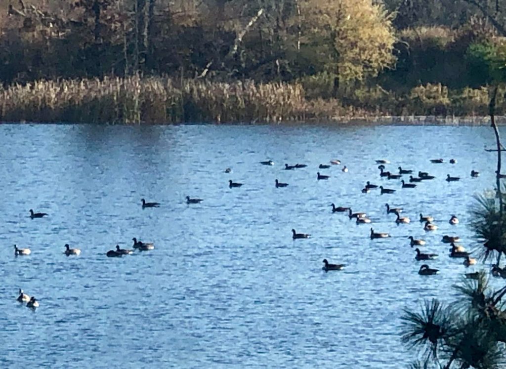 Flocks dot the lake